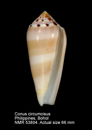 Conus circumcisus.jpg - Conus circumcisusBorn,1778